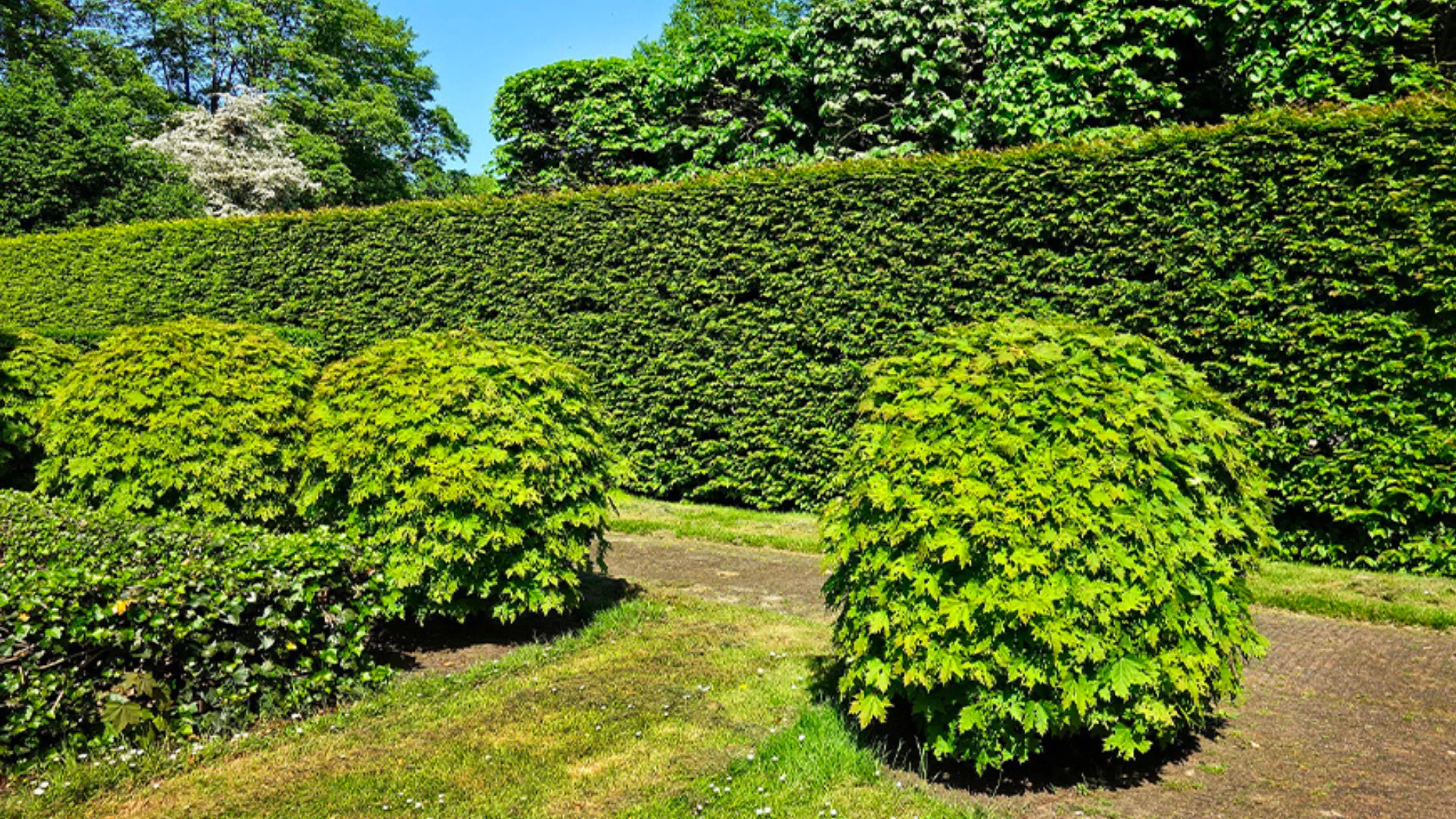 haie taillée par des élagueursù