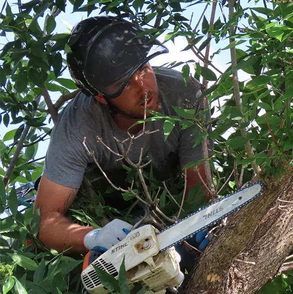 élagueur de timecime qui taille un arbre